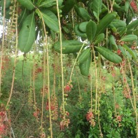 Barringtonia acutangula (L.) Gaertn.